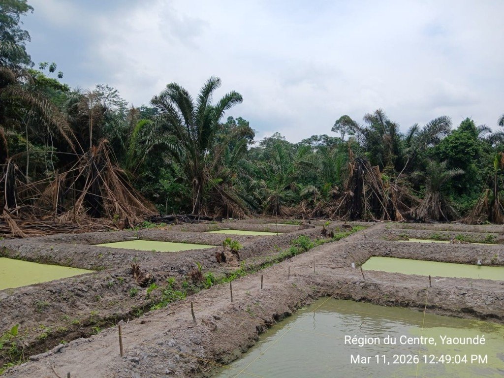 Fish ponds at NG Farms, Yaoundé, Cameroon — March 2026